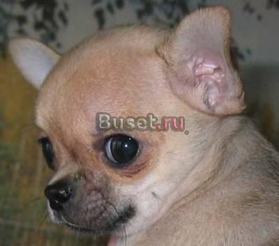 Продаётся щенок чихуахуа Санкт-Петербург