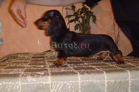 Щенки таксы от титулованых родителей Тюмень