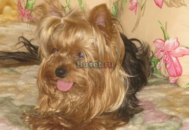 Йоркширский терьер мини-мальчик Москва