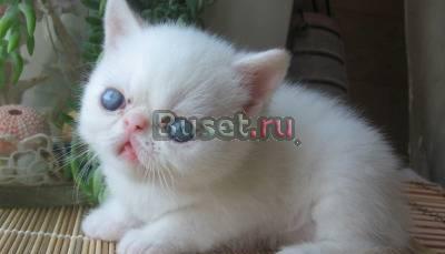 Котята экзоты разных окрасов Санкт-Петербург