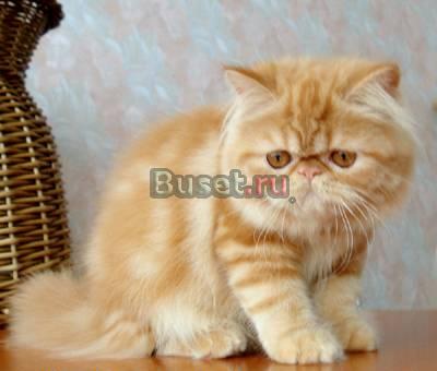 Персидские котята-рыжики-ваш шанс на счастье Москва