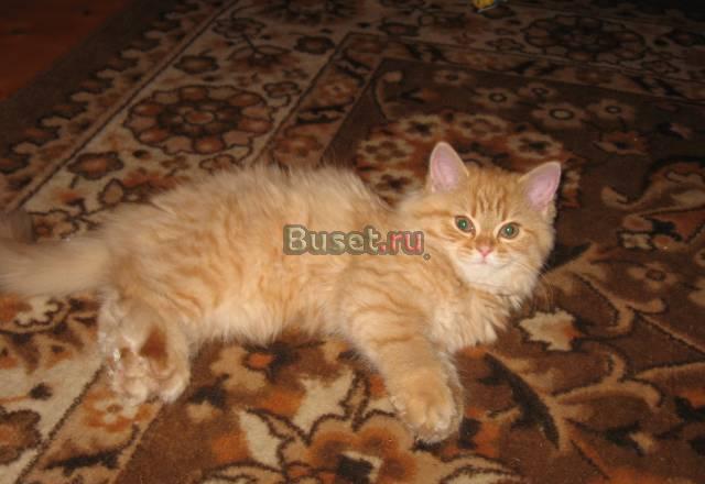 Котенок-кошечка июльского рождения Москва