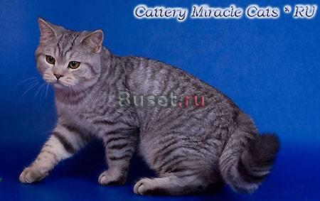 Котик окраса вискас Москва
