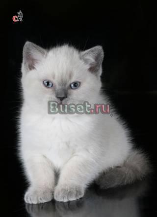 Роскошные британцы сголубыми глазками Санкт-Петербург