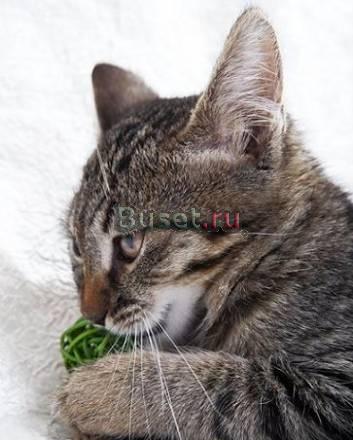 Котенок  3 мес, в дар Москва