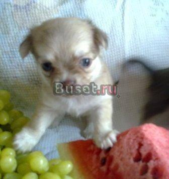 Нежность, ласку вам я подарю Москва