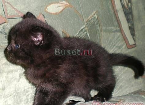 Шотландские котята, вислоухие кошки Москва