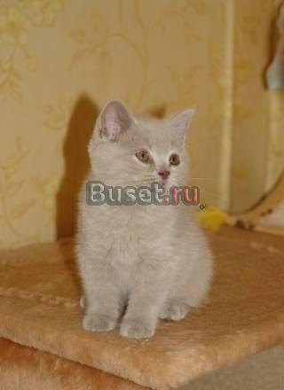 Котик лилового окраса Москва