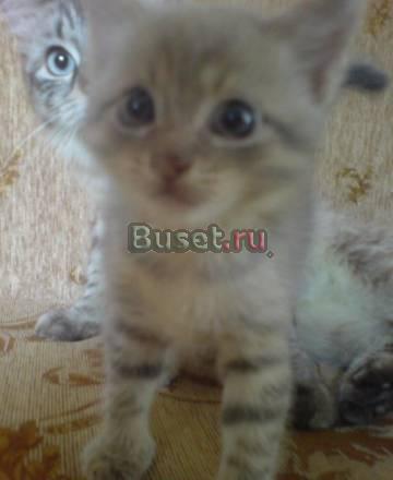 Продается чудесный котенок Казань