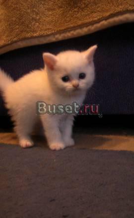 Продам британских котят Санкт-Петербург