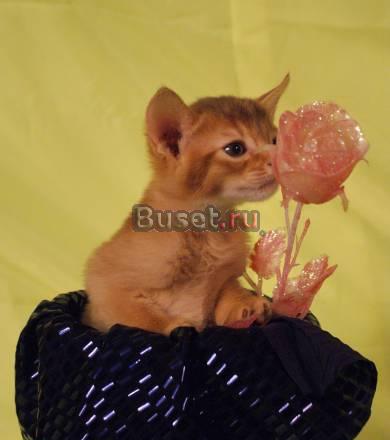 Абиссинская кошка  окраса сорель Москва
