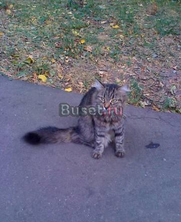 Отдадим в хорошие руки Москва
