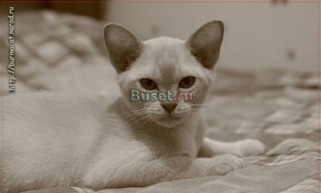 Европейская бурма котята Санкт-Петербург