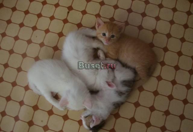 Котята-мальчики в добрые руки Нижнекамск