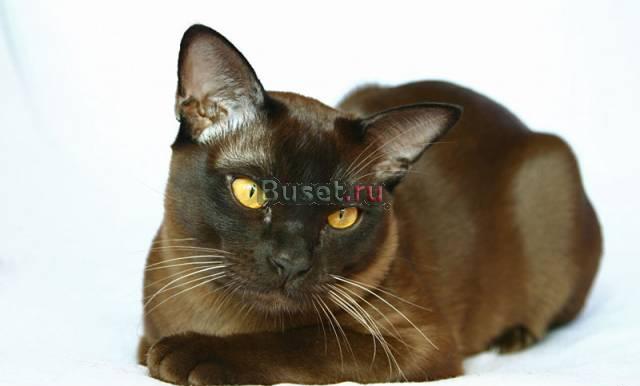 Европейская бурма котята Саранск