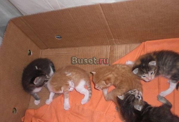 Отдам бесплатно котят,в хорошие руки Санкт-Петербург