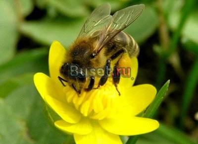 Пчелиный мёд Москва