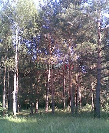 Продам 17 соток с лесными деревьями п. Малаховка Малаховка
