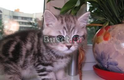 Шотландские Котята кошка кот Москва