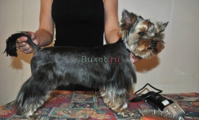 Стрижки собак Санкт-Петербург