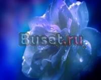 Дипломы и курсовые и рефераты не посредник Санкт-Петербург