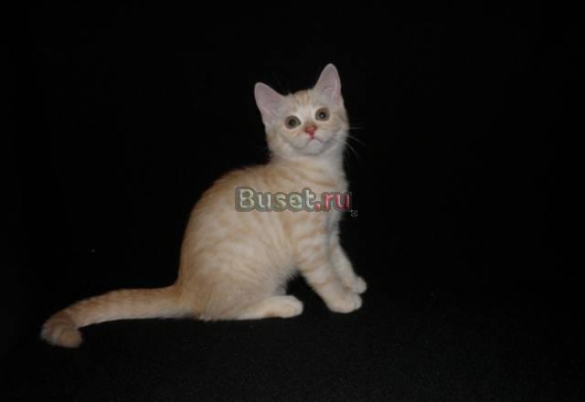 Скоттиш страйт, прививки, родословная Волгоград
