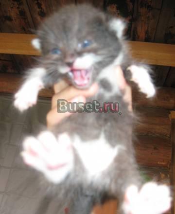 Отдам в хорошие руки котят Москва