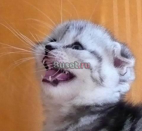 Эксклюзивные шотландские котята Санкт-Петербург
