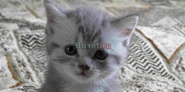 Британские чистокровные котята Вискас Ульяновск