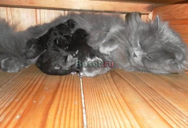Отдам милых котят в хорошие рукиx Колпино