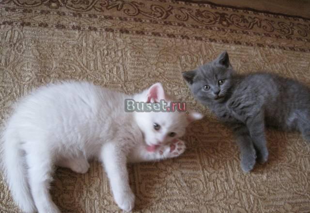 Замечательные британские кошечки Москва