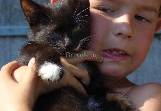 Отдам симпатичного котика в добрые руки Санкт-Петербург