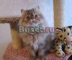 Котята экзоты и персы Уфа