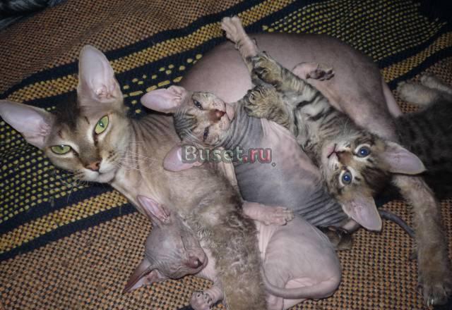 Недорогие котята Донского сфинкса Омск