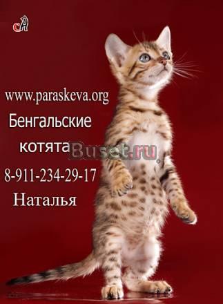 Бенгальские кошки, бенгальские Санкт-Петербург