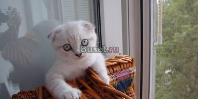 Голубоглазые плюшевые котята Москва