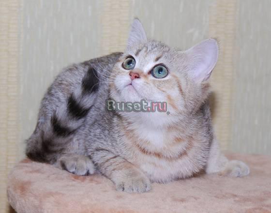 Британская кошечка  золотая затушеванная Москва