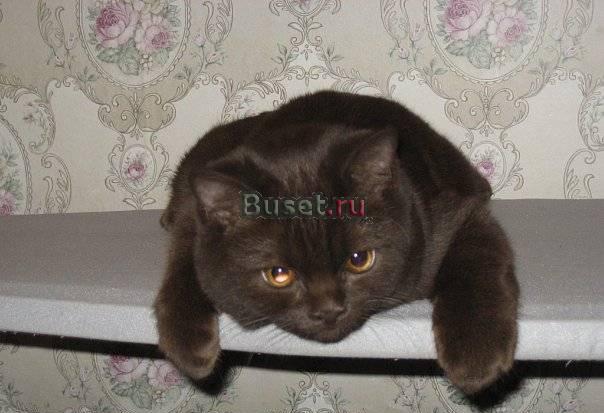 Приглашем кошечек на вязку Москва