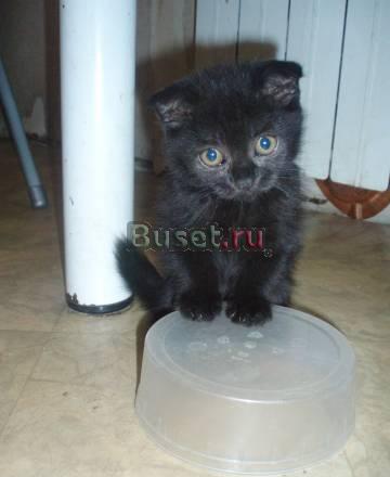 Продам Шотландских котят недорого Санкт-Петербург