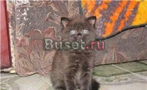 Британские и вислоухие котята Москва