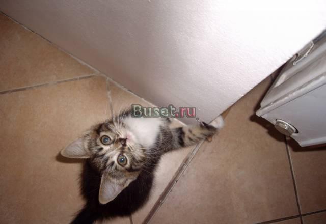 Котенок ищет хозяина Санкт-Петербург