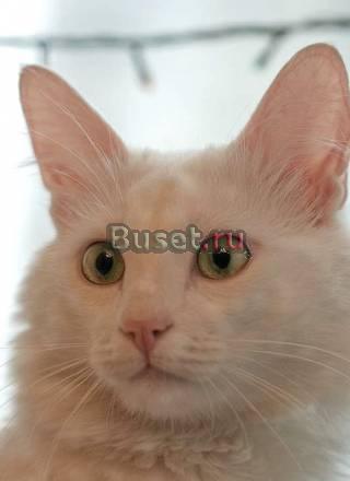 Светлая душа ангорская кошка Снежана в дар Москва
