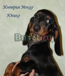 Высокопородная девочка такса 6 мес.Шоу.Торг Москва