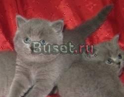 Британская голубая девочка шоу класса Москва