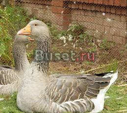 Продаю гусей и кроликов Москва