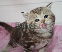 Шоколадный мраморный британский котик-шоу Санкт-Петербург