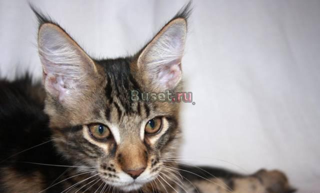 Крупные котята породы Мейн-Кун Москва