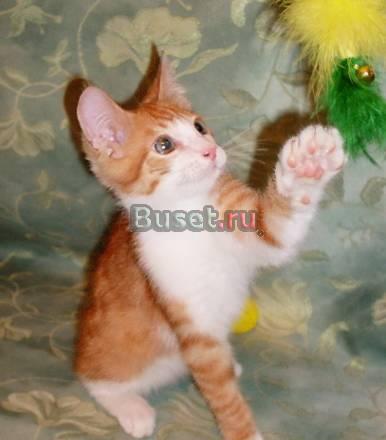 Рыжий котенок трогательный тарахтун в дар Москва