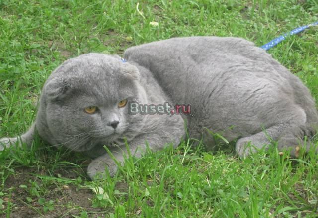 Шотландский вислоухий кот, еврочемпион, вязка Москва