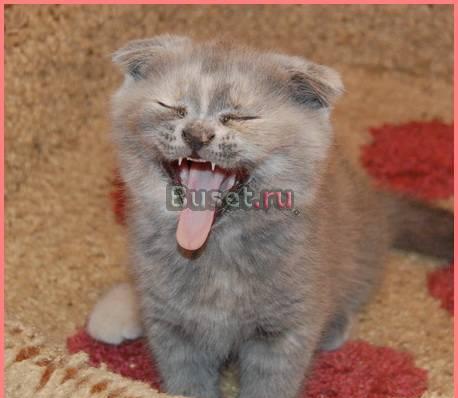 Шотландская вислоухая кошечка Санкт-Петербург